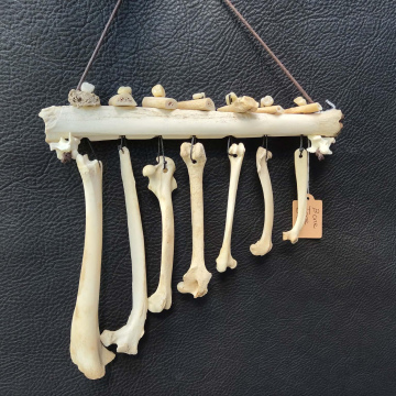 Bone Tone Bar